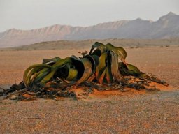 Welwitschia mirabilis leaves writhing in the desert